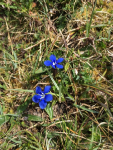 Burren Flower